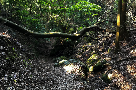 クリックで拡大します